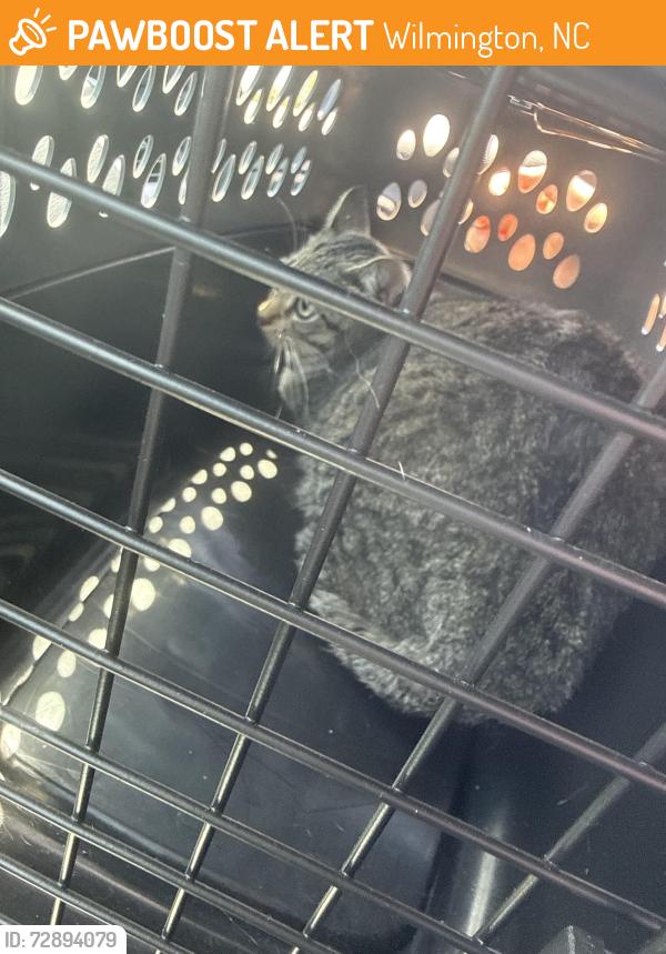 Found/Stray Male Cat last seen Matteo and sikes, Wilmington, NC 28403