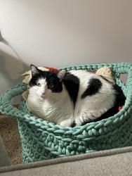 Lost Female Cat last seen Near Hartford Rd Lansing MI 48911, Lansing, MI 48911