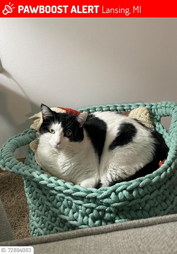 Lost Female Cat last seen Near Hartford Rd Lansing MI 48911, Lansing, MI 48911