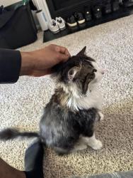 Lost Male Cat last seen Preston and frankford near braums and uptown dumpling, Dallas, TX 75252