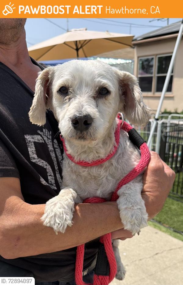 Found/Stray Male Dog last seen Memorial Park, Hawthorne, CA 90250