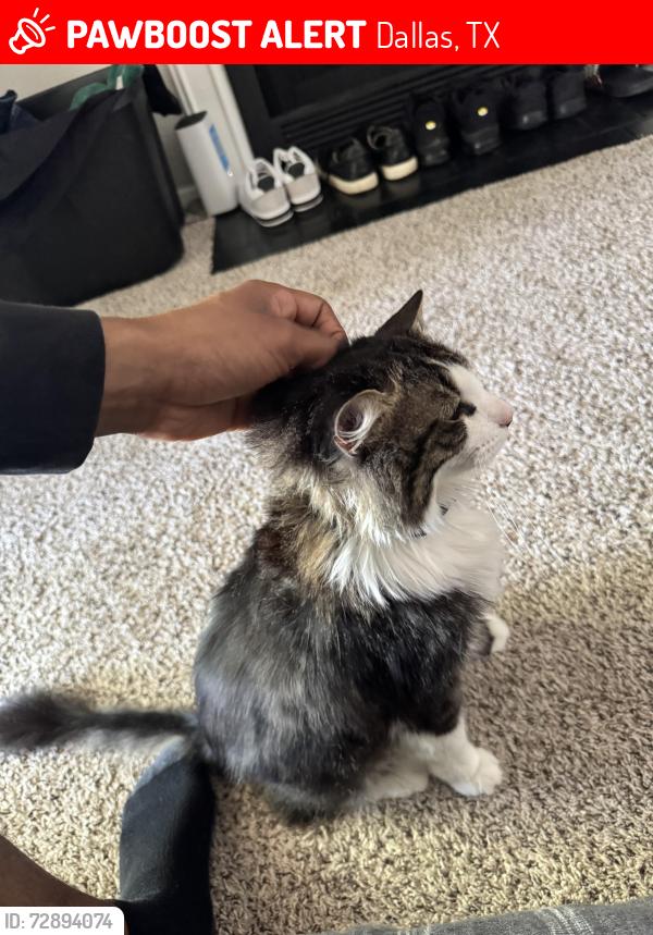 Lost Male Cat last seen Preston and frankford near braums and uptown dumpling, Dallas, TX 75252