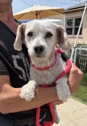 Found/Stray Male Dog last seen Memorial Park, Hawthorne, CA 90250