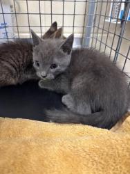 Shelter Stray Female Cat last seen , Sanford, FL 32773