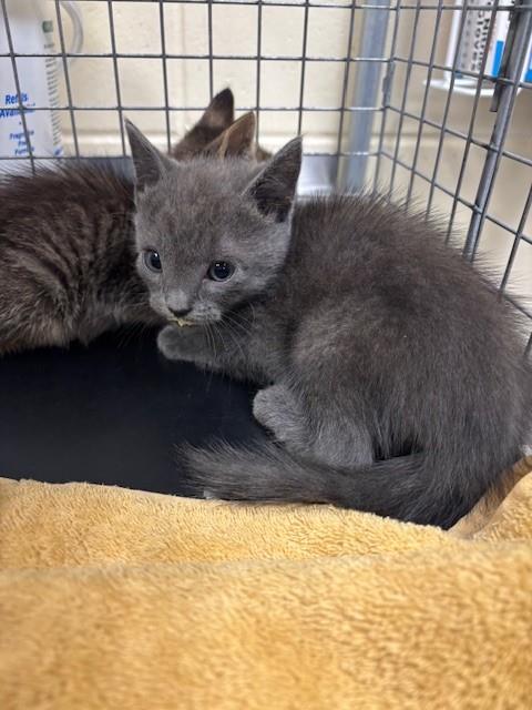 Shelter Stray Female Cat last seen , 232 Eslinger Way, Sanford, FL 32773, USA
