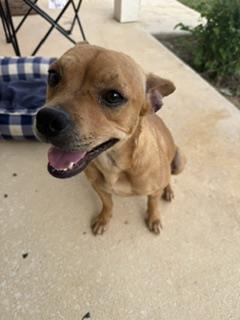 Shelter Stray Female Dog last seen , San Antonio, TX 78227