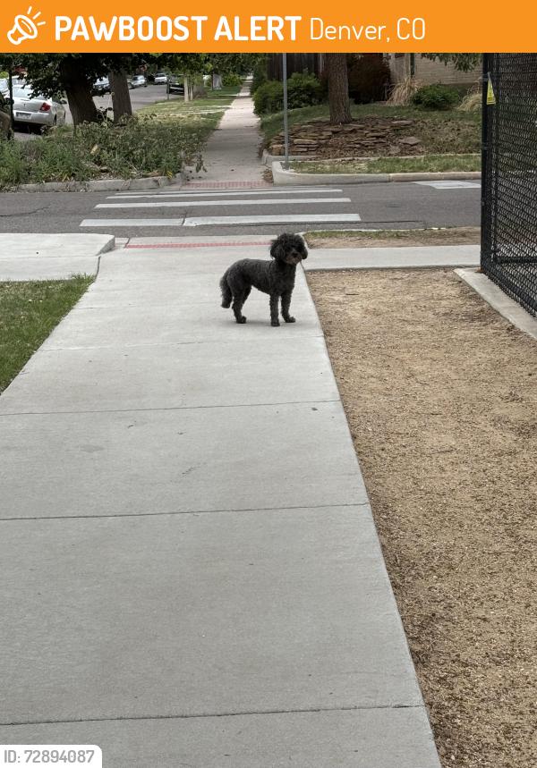 Found/Stray Unknown Dog last seen Colorado blvd and 9th, Denver, CO 80220