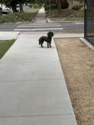 Found/Stray Unknown Dog last seen Colorado blvd and 9th, Denver, CO 80220