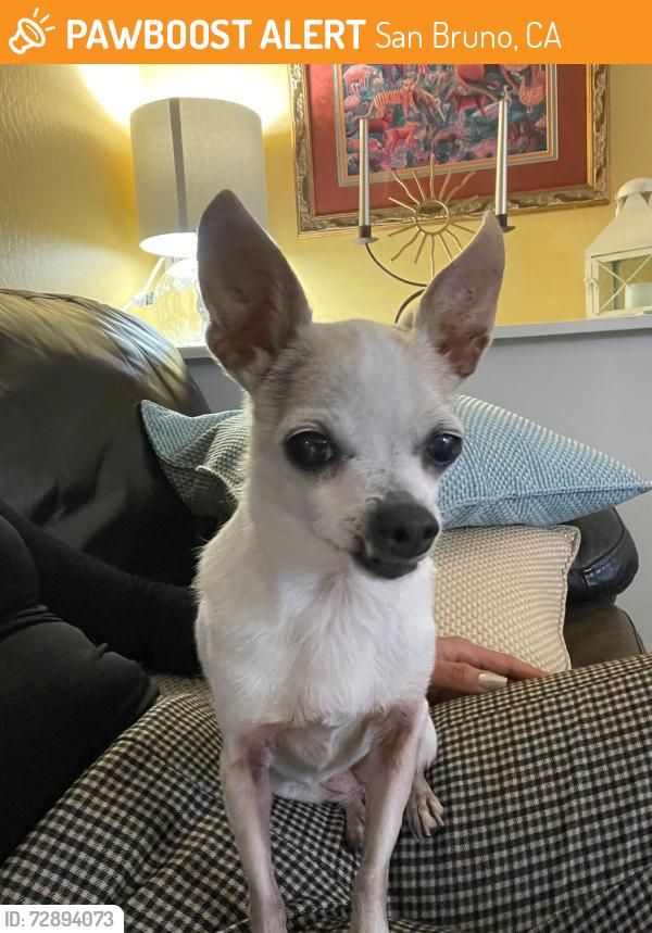 Found/Stray Female Dog last seen San Bruno body Shop, San Bruno, CA 94066