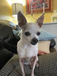 Found/Stray Female Dog last seen San Bruno body Shop, San Bruno, CA 94066