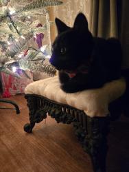 Reunited Male Cat last seen Near Cheryl Ave Springdale Ar 72762, Springdale, AR 72762