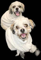 Lost Male Dog last seen 66th Ave east, Puyallup, WA 98375