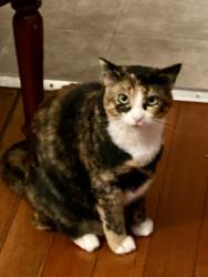 Lost Female Cat last seen Camino Tassajara Rd, Pleasanton, CA 94588