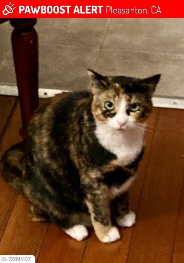 Lost Female Cat last seen Camino Tassajara Rd, Pleasanton, CA 94588