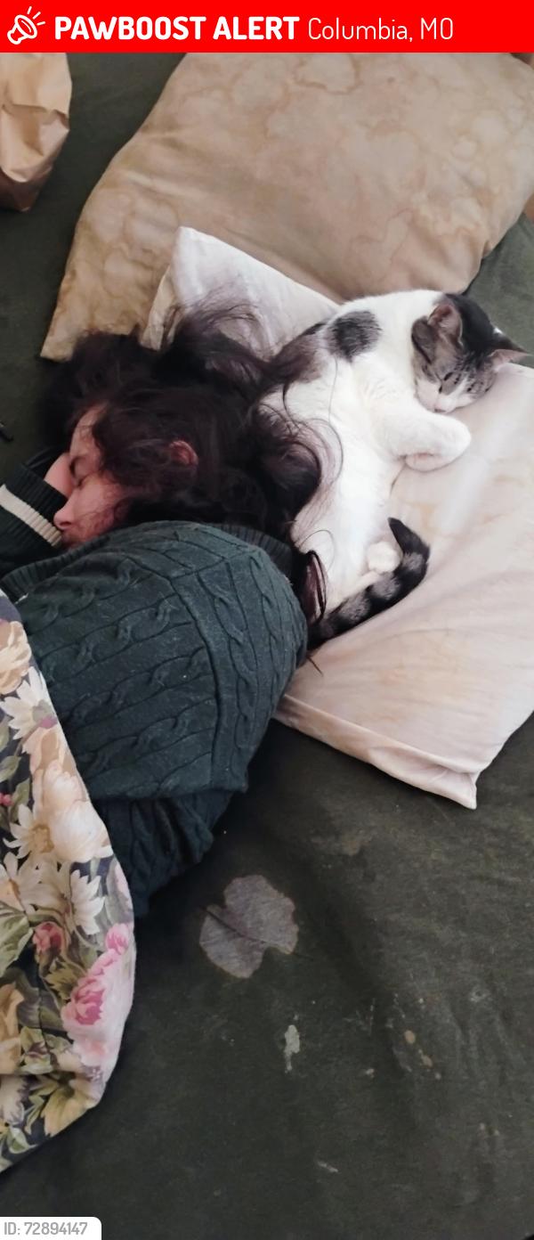 Lost Female Cat last seen Near Jenne Hill Drive, Columbia, MO 65202