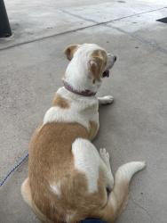 Found/Stray Female Dog last seen Motel 6, Cleburne, TX 76031