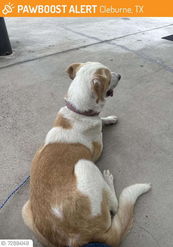 Found/Stray Female Dog last seen Motel 6, Cleburne, TX 76031