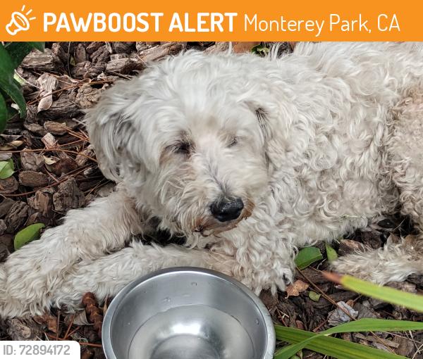 Found/Stray Unknown Dog last seen Floral Drive/Bradshaw Ave, Monterey Park, CA 91754