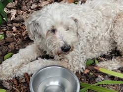 Found/Stray Unknown Dog last seen Floral Drive/Bradshaw Ave, Monterey Park, CA 91754