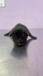 Shelter Stray Female Cat last seen Socorro, TX 79927, Fort Bliss, TX 79906