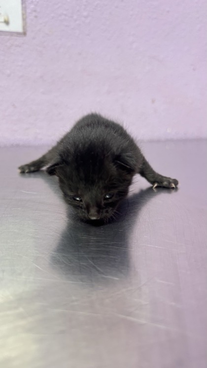Shelter Stray Female Cat last seen Socorro, TX 79927, Fort Bliss, TX 79906