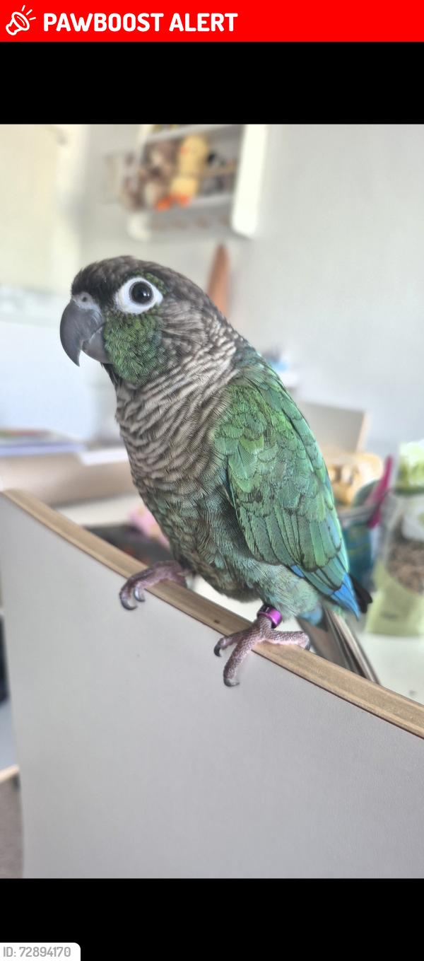 Lost Male Bird last seen SW20 8TP , Greater London, England SW20 8TP