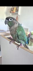 Lost Male Bird last seen SW20 8TP , Greater London, England SW20 8TP