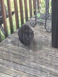 Found/Stray Unknown Cat last seen Whipple ave , Portland, OR 97267