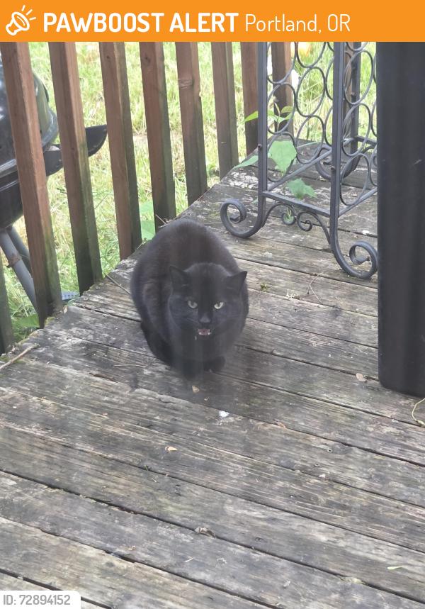 Found/Stray Unknown Cat last seen Whipple ave , Portland, OR 97267