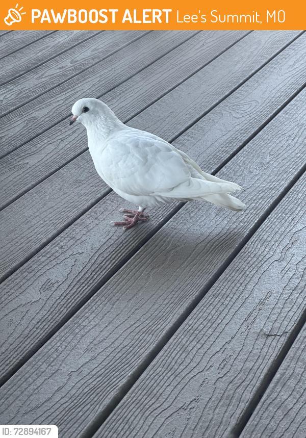 Found/Stray Unknown Bird last seen Eagle creek subdivision , Lee's Summit, MO 64063