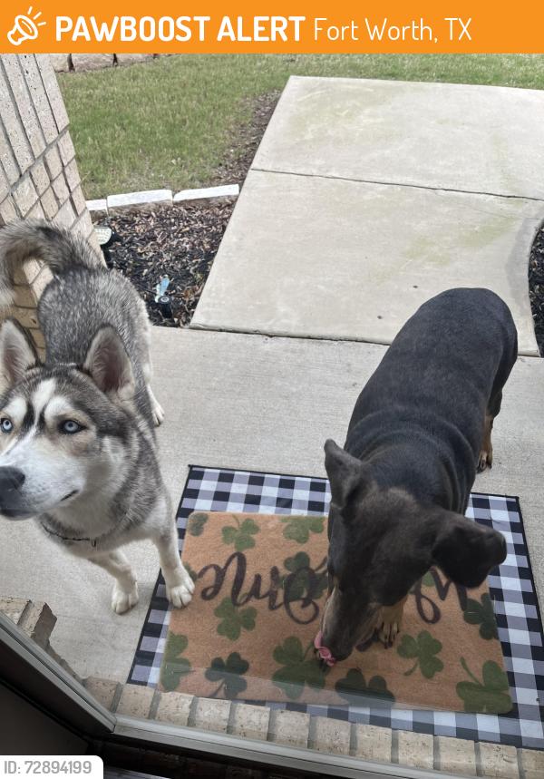 Found/Stray Unknown Dog last seen Golden Triangle and Park Vista or Freedom Elementary , Fort Worth, TX 76244