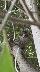 Found/Stray Unknown Cat last seen In the neighborhood near Thomas Kingstar middle school, Los Angeles, CA 90029
