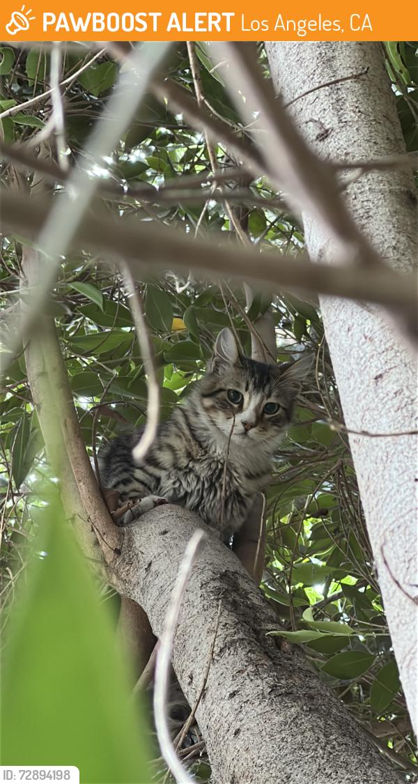 Found/Stray Unknown Cat last seen In the neighborhood near Thomas Kingstar middle school, Los Angeles, CA 90029