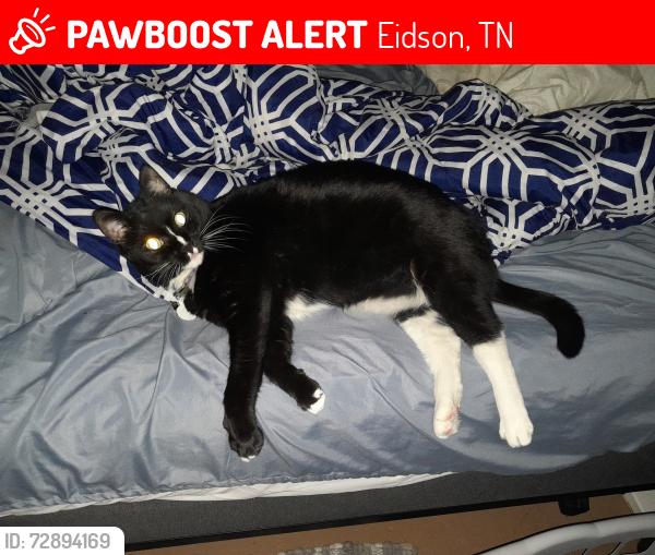 Lost Female Cat last seen at the location address it's a 14 acre lot., Eidson, TN 37731