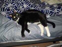 Lost Female Cat last seen at the location address it's a 14 acre lot., Eidson, TN 37731