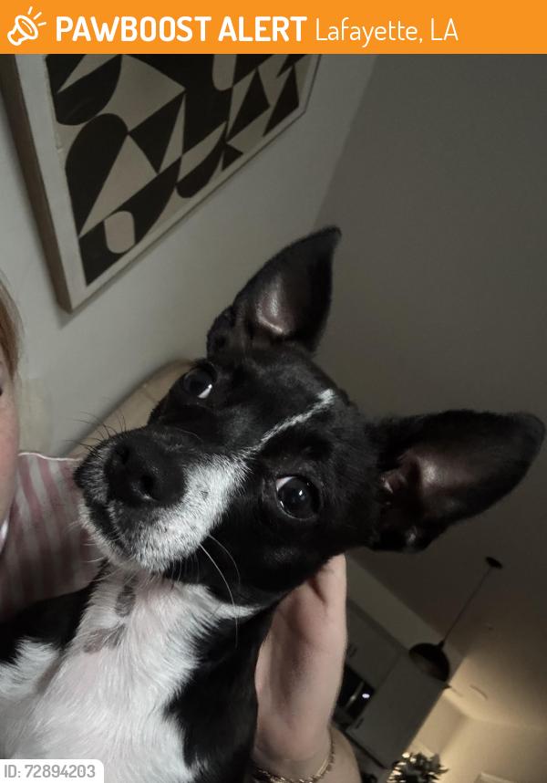 Found/Stray Male Dog last seen The cottages at creekview , Lafayette, LA 70506