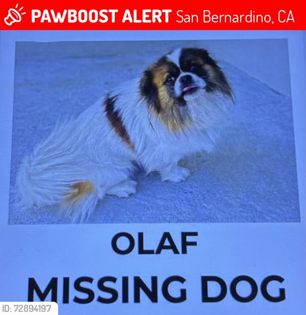 Lost Male Dog last seen 16th st and Sierra ave, San Bernardino, CA 92405