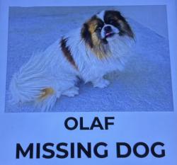 Lost Male Dog last seen 16th st and Sierra ave, San Bernardino, CA 92405