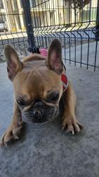 Found/Stray Male Dog last seen Losee & Deer Springs, North Las Vegas, NV 89086