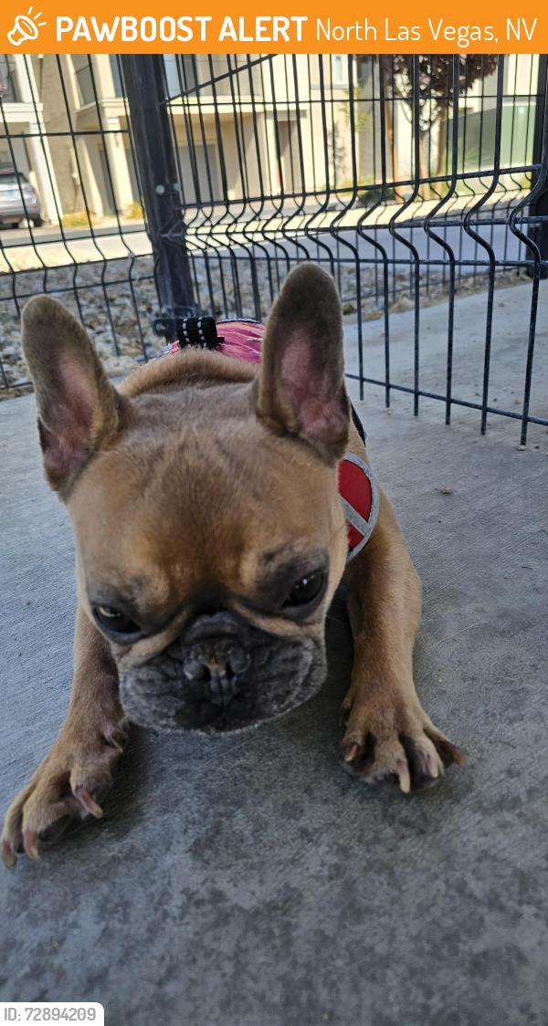 Found/Stray Male Dog last seen Losee & Deer Springs, North Las Vegas, NV 89086