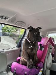 Found/Stray Female Dog last seen Orchard , Tacoma, WA 98409