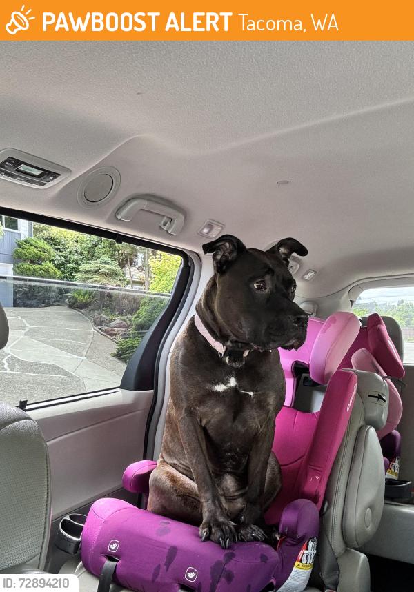 Found/Stray Female Dog last seen Orchard , Tacoma, WA 98409