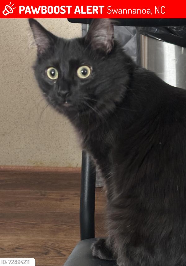 Lost Male Cat last seen Asheville Road and Monk Court , Swannanoa, NC 28778