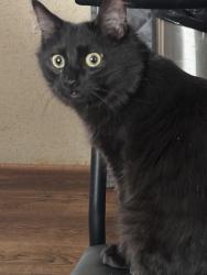 Lost Male Cat last seen Asheville Road and Monk Court , Swannanoa, NC 28778