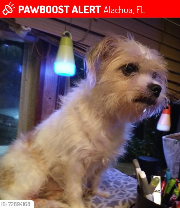 Lost Male Dog last seen NW 110th Ave & 161st St., Alachua, Fl., Alachua, FL 32615