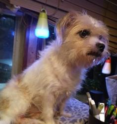 Lost Male Dog last seen NW 110th Ave & 161st St., Alachua, Fl., Alachua, FL 32615