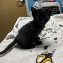 Shelter Stray Female Cat last seen Near Centennial Way, Escondido, CA, 92026, Escondido, CA 92027