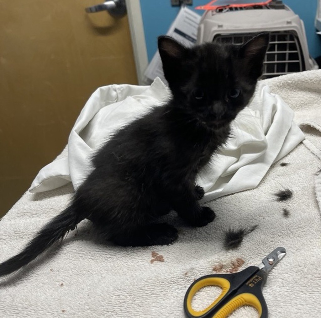 Shelter Stray Female Cat last seen Near Centennial Way, Escondido, CA, 92026, Escondido, CA 92027