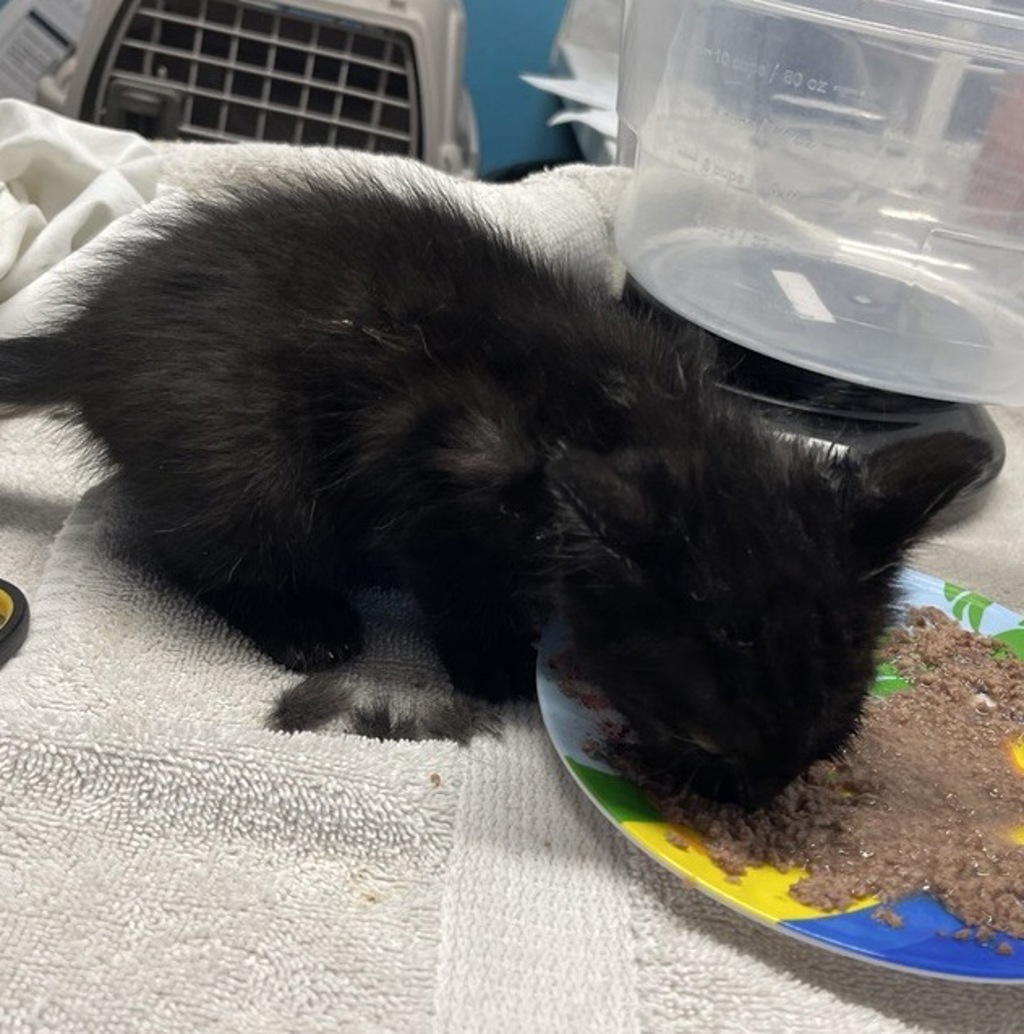 Shelter Stray Female Cat last seen Near Centennial Way, Escondido, CA, 92026, Escondido, CA 92027