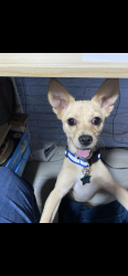 Lost Female Dog last seen Izcalli Jardínes faisanes, Ecatepec de Morelos, Méx. 55050